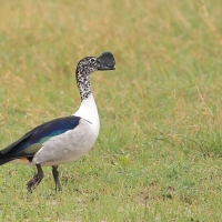 Dziwonos - Sarkidiornis melanotos - Comb Duck