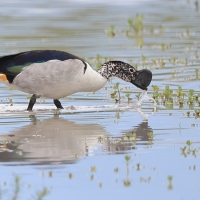 Dziwonos - Sarkidiornis melanotos - Comb Duck