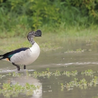 Dziwonos - Sarkidiornis melanotos - Comb Duck