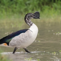 Dziwonos - Sarkidiornis melanotos - Comb Duck