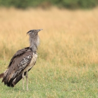 Drop olbrzymi - Ardeotis kori - Kori Bustard