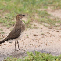Żwirowiec stepowy, Glareola nordmanni - Black-winged pratincole