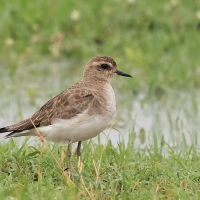 Sieweczka długonoga - Charadrius asiaticus - Caspian plover