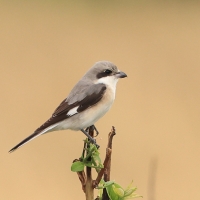 Dzierzba czarnoczelna - Lanius minor - Lesser Grey Shrike
