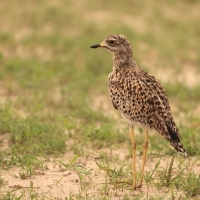 Kulon plamisty - Burhinus capensis - Spotted Thick-knee