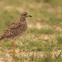 Kulon plamisty - Burhinus capensis - Spotted Thick-knee