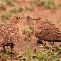 Stepówka dwuwstęgowa - Pterocles bicinctus - Double-banded Sandgrouse