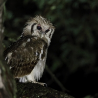 Puchacz mleczny - Bubo lacteus - Verreaux's Eagle Owl
