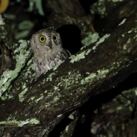 Syczek afrykański - Otus senegalensis - African Scops Owl