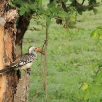 Toko buszmeński - Tockus rufirostris - Southern red-billed hornbill