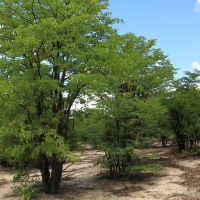 Droga z Savuti do Moremi - drzewa mopane