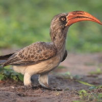 Toko ciemny - Lophoceros bradfieldi - Bradfield's hornbill