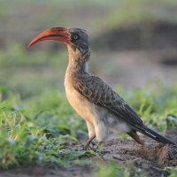 Toko ciemny - Lophoceros bradfieldi - Bradfield's hornbill