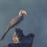 Toko ciemny - Lophoceros bradfieldi - Bradfield's hornbill