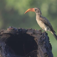 Toko ciemny - Lophoceros bradfieldi - Bradfield's hornbillToko ciemny - Lophoceros bradfieldi - Bradfield's hornbill