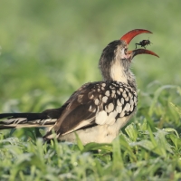 Toko buszmeński - Tockus rufirostris - Southern red-billed hornbill