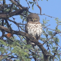 Sóweczka plamobrzucha - Glaucidium capense - African Barred Owlet