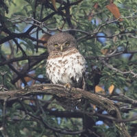 Sóweczka plamobrzucha - Glaucidium capense - African Barred Owlet