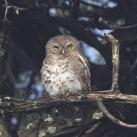 Sóweczka plamobrzucha - Glaucidium capense - African Barred Owlet