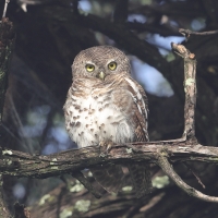 Sóweczka plamobrzucha - Glaucidium capense - African Barred Owlet