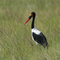 Żabiru afrykański - Ephippiorhynchus senegalensis - Saddle-billed Stork
