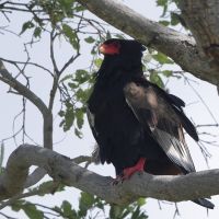 Kuglarz - Terathopius ecaudatus - Bateleur