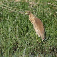 Czapla modronosa - Ardeola ralloides - Squacco Heron