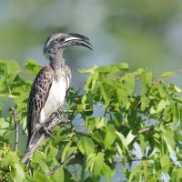 Toko nosaty - Lophoceros nasutus - African Grey Hornbill