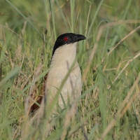 Kukal miedzianosterny - Centropus cupreicaudus - Coppery-tailed Coucal