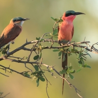 Żołna karminowa - Merops nubicoides - Southern Carmine Bee-eater