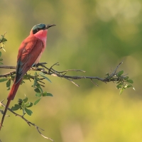 Żołna karminowa - Merops nubicoides - Southern Carmine Bee-eater