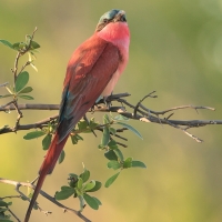 Żołna karminowa - Merops nubicoides - Southern Carmine Bee-eater