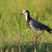 Czajka białolica - Vanellus crassirostris - Long-toed Lapwing