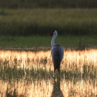 Żuraw koralowy - Grus carunculata - Wattled Crane