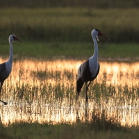 Żuraw koralowy - Grus carunculata - Wattled Crane