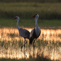Żuraw koralowy - Grus carunculata - Wattled Crane