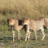 Gepard w parku Moremi