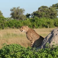 Gepard w parku Moremi