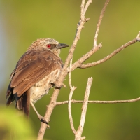 Tymal łuskogłowy - Turdoides hartlaubii - Hartlaub's Babbler