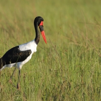 Żabiru afrykański - Ephippiorhynchus senegalensis - Saddle-billed Stork