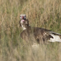 Sęp białogłowy - Trigonoceps occipitalis - White-headed Vulture