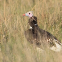 Sęp białogłowy - Trigonoceps occipitalis - White-headed Vulture