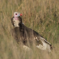 Sęp białogłowy - Trigonoceps occipitalis - White-headed Vulture