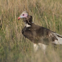 Sęp białogłowy - Trigonoceps occipitalis - White-headed Vulture