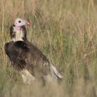 Sęp białogłowy - Trigonoceps occipitalis - White-headed Vulture