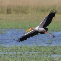 Dławigad afrykański - Mycteria ibis - Yellow-billed Stork