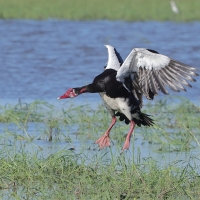 Gęsiec - Plectropterus gambensis - Spur-winged Goose