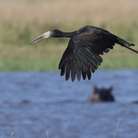 Kleszczak afrykański - Anastomus lamelligerus - African Openbill