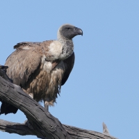 Sęp afrykański - Gyps africanus - White-backed Vulture