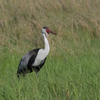 Żuraw koralowy - Grus carunculata - Wattled Crane